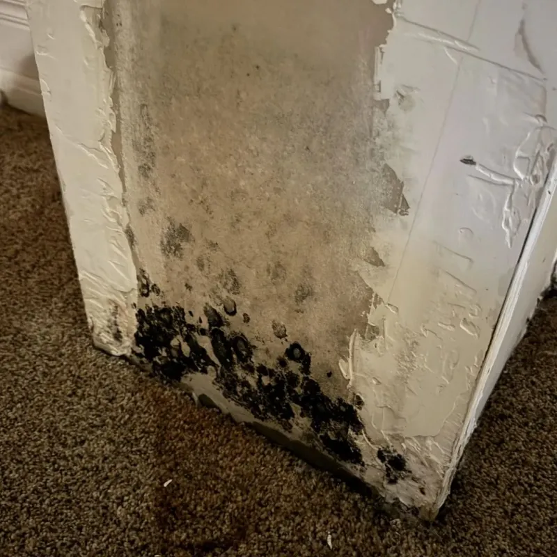 Professional Mold Removal in North Branford, CT